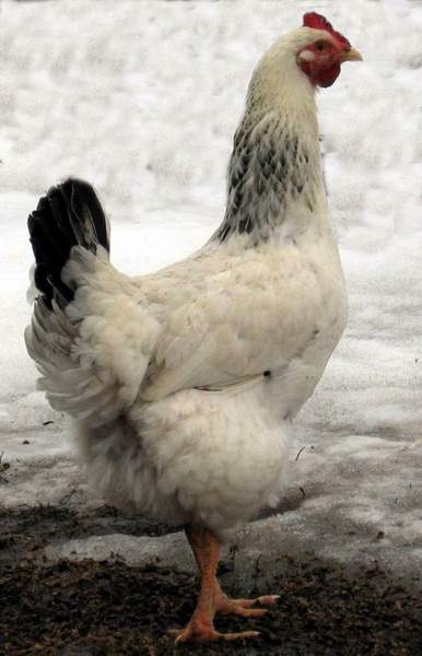 Душанбе Где Можно Купить Курицы Рябушку