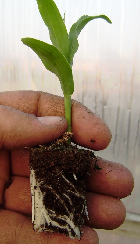 Кукуруза сахарная ранняя лакомка 121 как выращивать