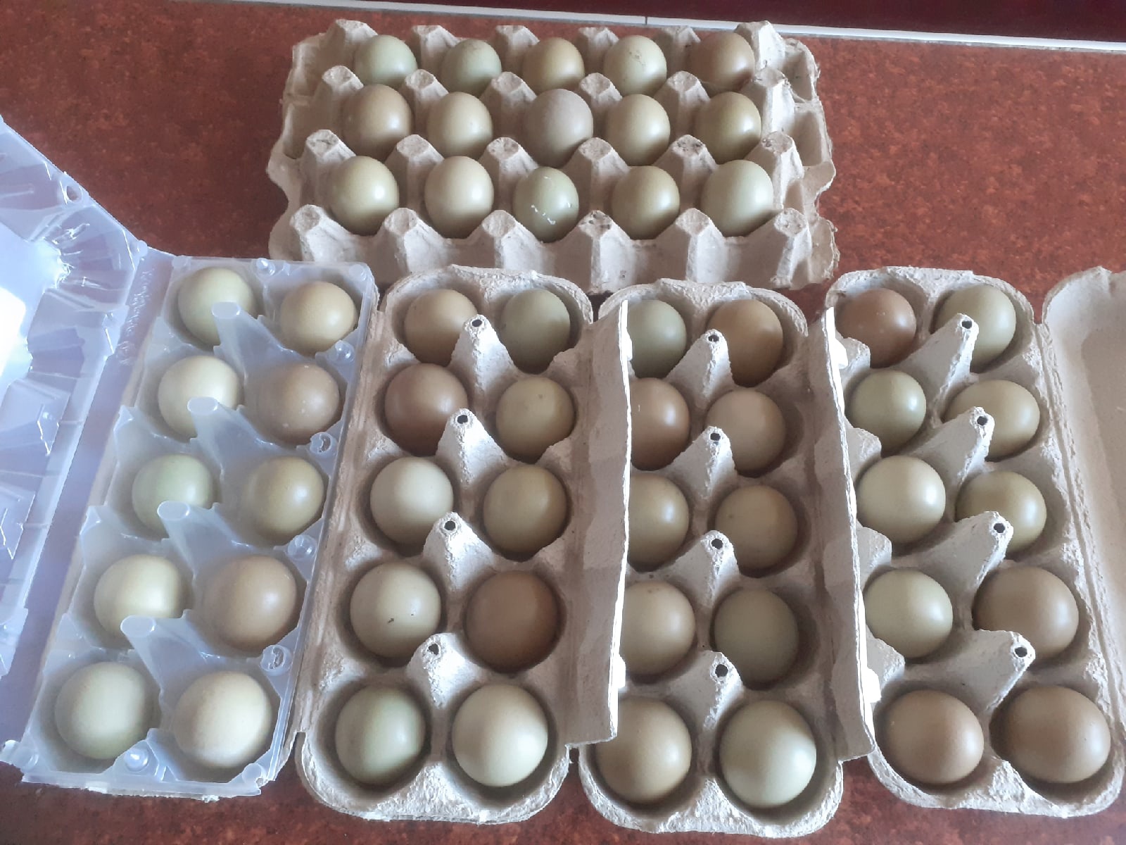 Инкубационное яйцо фазана купить. Инкубация фазаньих яиц. Инкубационные яица не влазят в решётку.