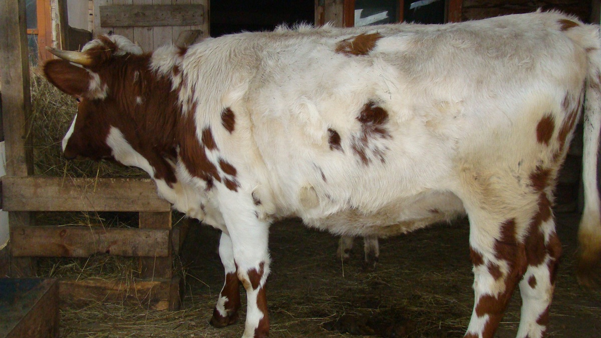 Как выглядит лишай у коровы фото