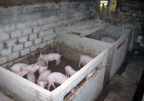 Как построить сарай для свиней своими руками – основные рекомендации!