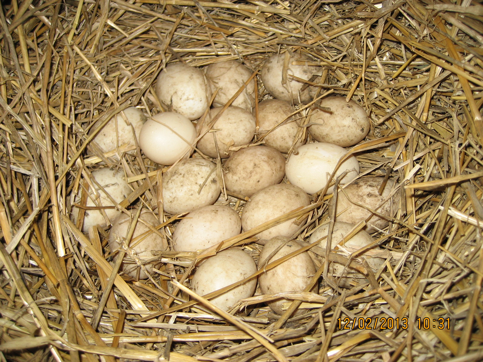 Индоутка когда начинает яйца. Мускусная утка яйцо. Яйца индоутки утки. Инкубационное яйцо индоутки. Яйцо индоутки.