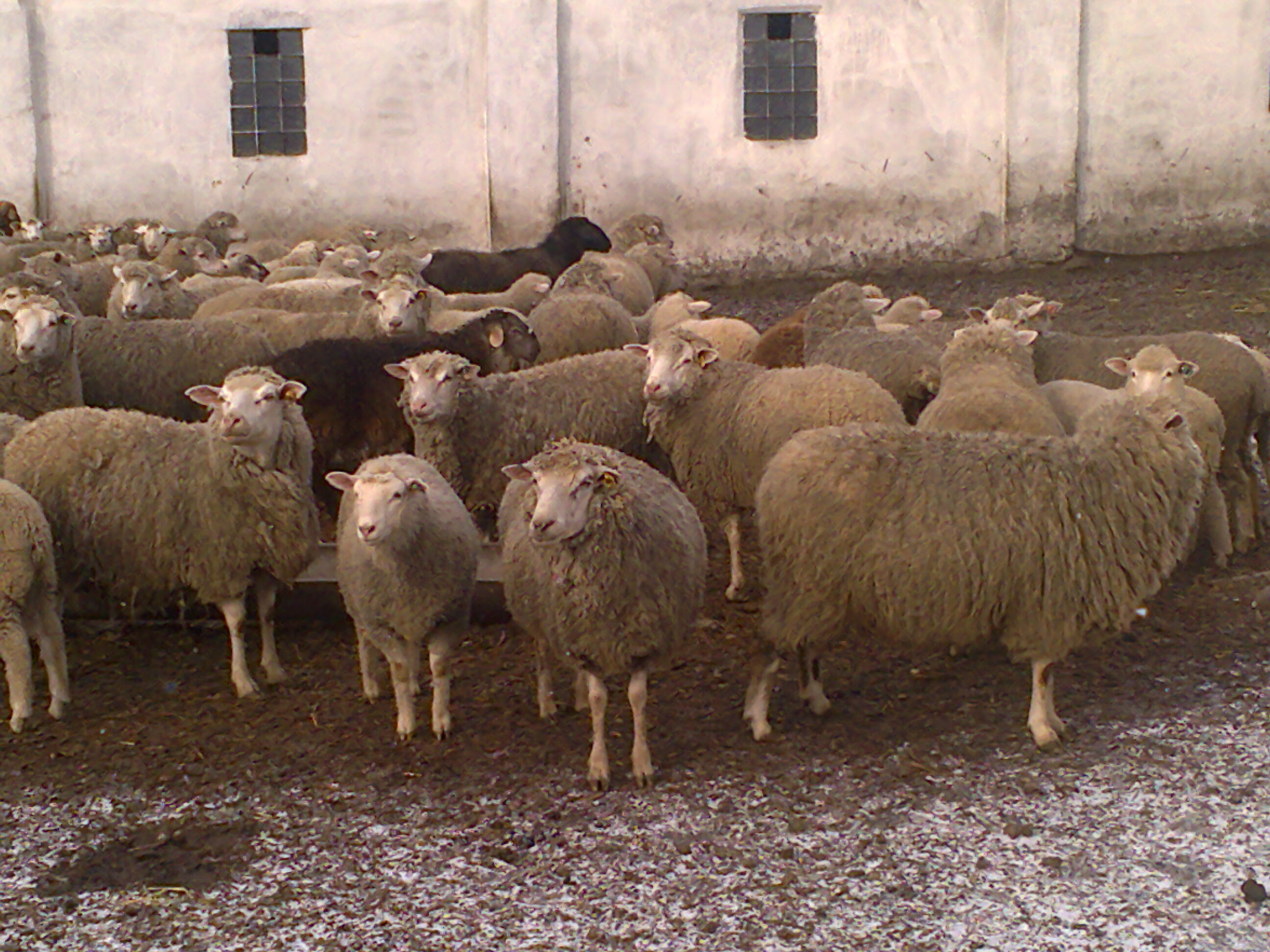 Овцы купить в ставропольском. Порода Баранов:Ташлинская. Ташлинская порода овец. Тексель Ташлинский. Бараны таштинской породы.