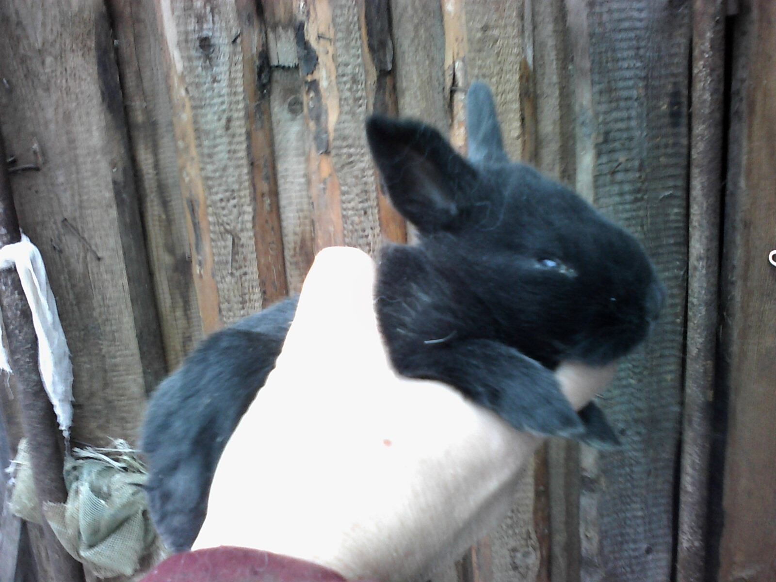Кроликам можно клубнику. С какого возраста можно кролику клубнику. Когда покрывать крольчиху после окрола.