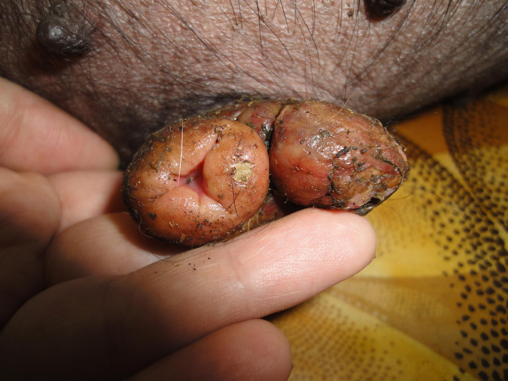 сколько длится оргазм у свиней фото 24