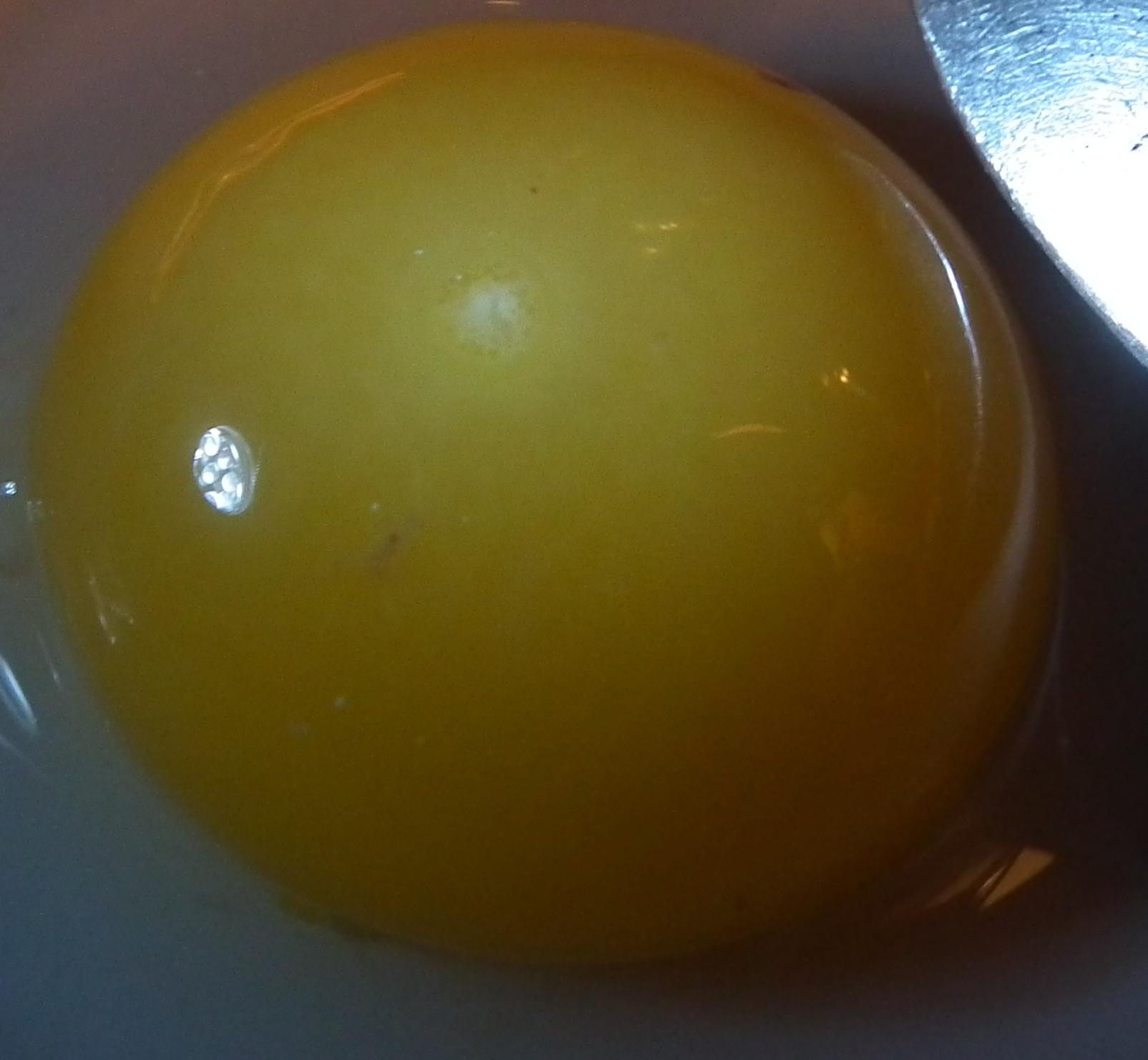 Фото оплодотворенных гусиных яиц
