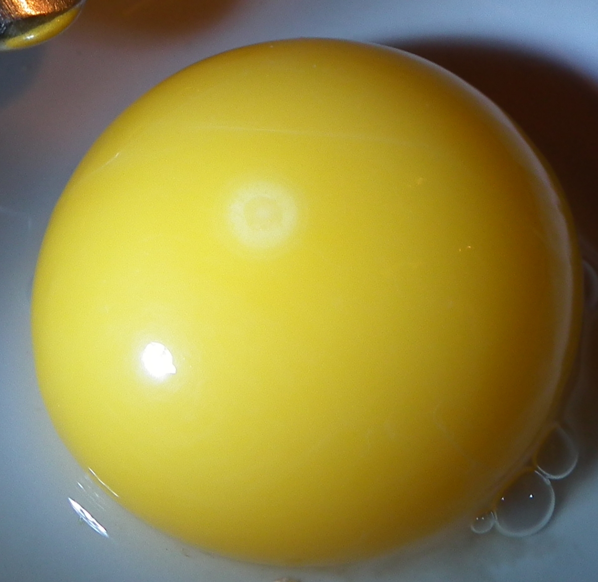Оплодотворенное яйцо курицы