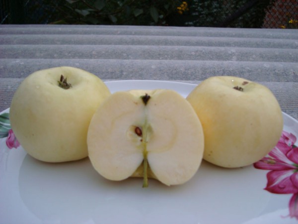 Прозрачные яблоки сорт фото название