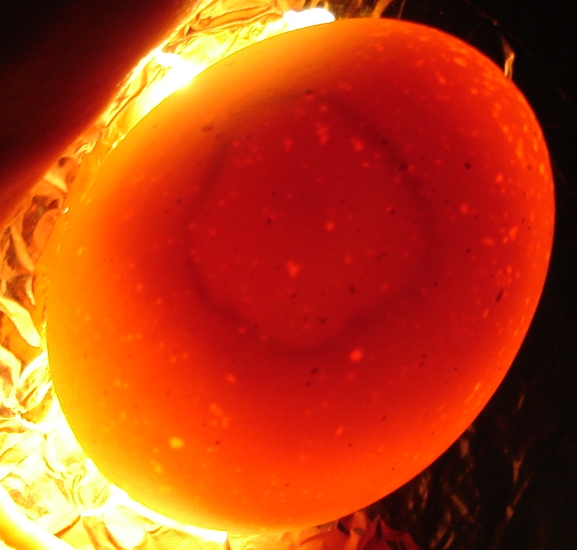 Кровяное кольцо в яйце при инкубации фото