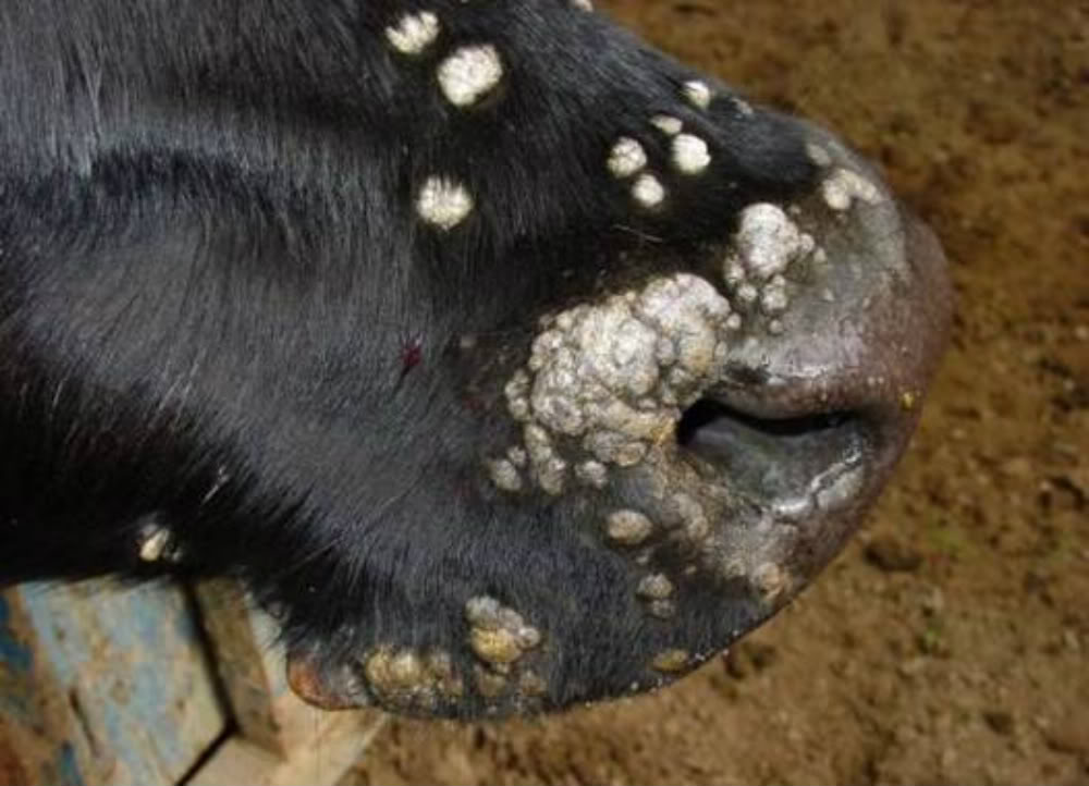 Папилломатоз крупного рогатого скота: симптомы, лечение, профилактика