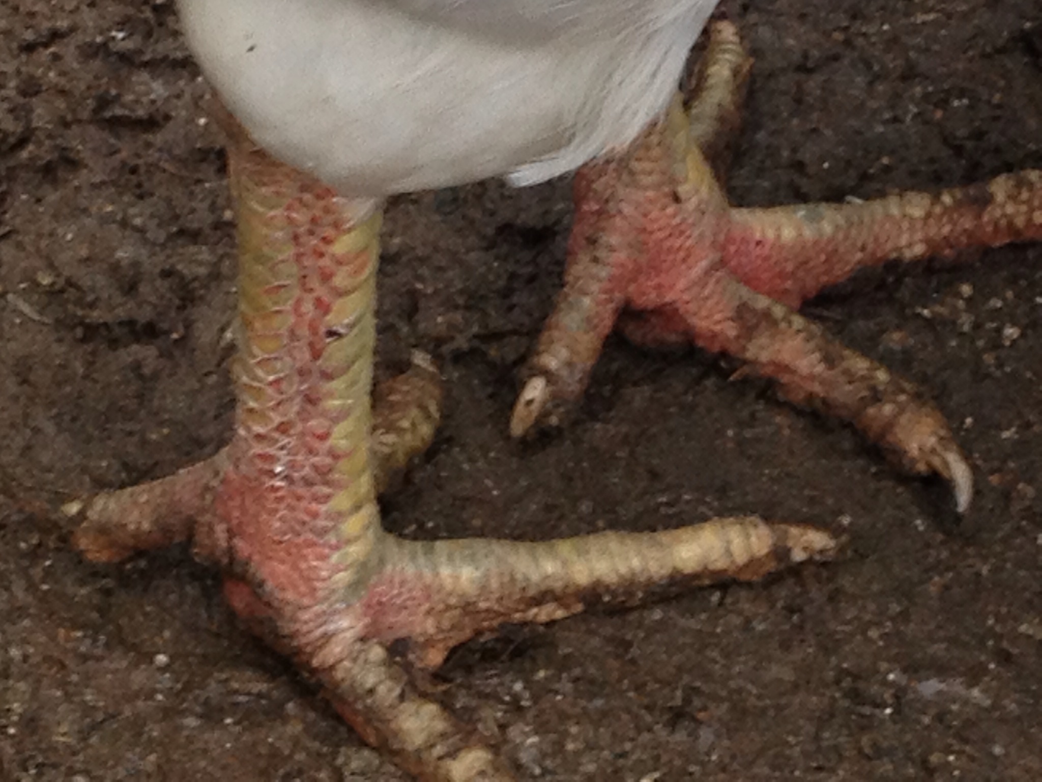 Курица хромает и садится на ноги – 7 причин и как лечить