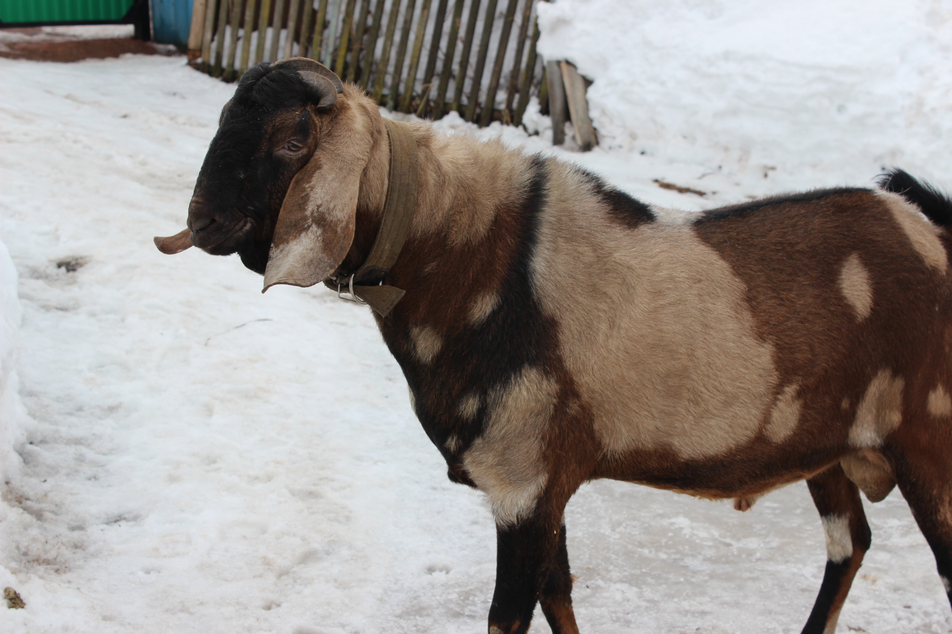 Нубийская коза февраль