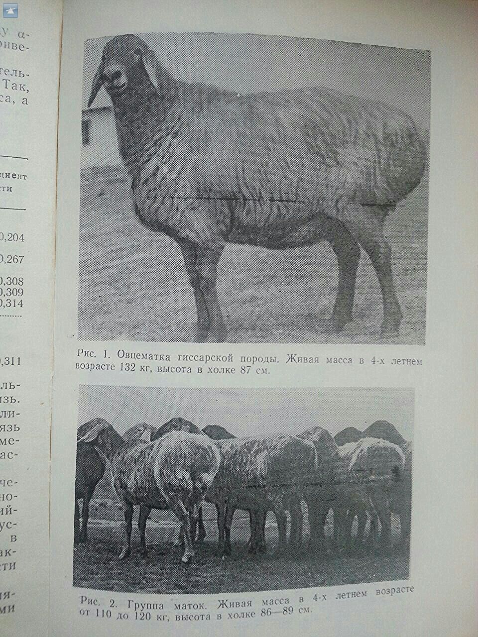 Сколько вес барана. Гиссарская порода Баранов вес. Гиссарийская порода овец. Баран гиссарской породы вес. Гиссарская порода овец вес.