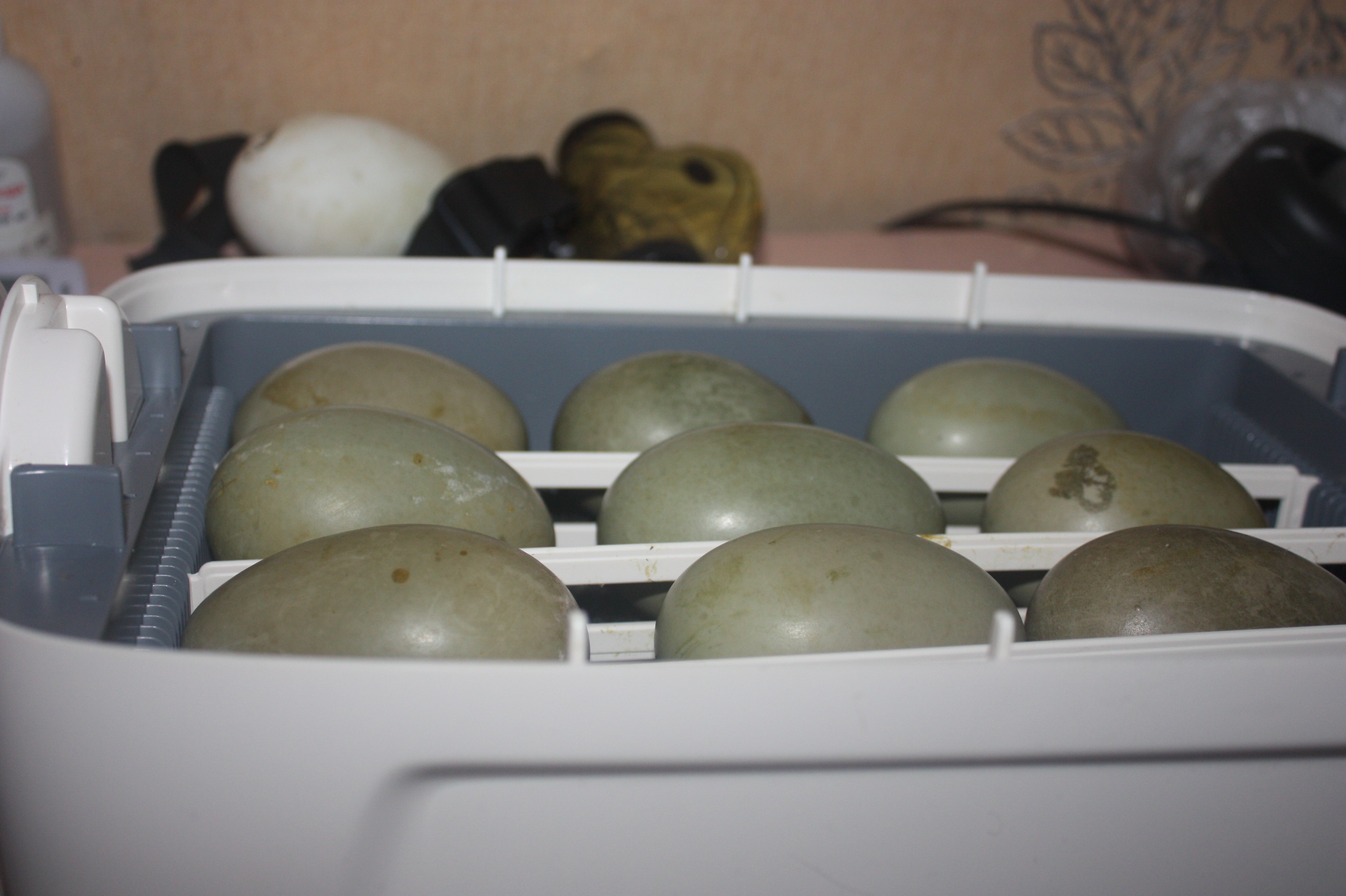 Овоскопирование яйца индоутки по дням фото