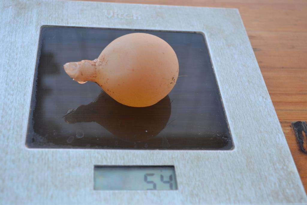 Зачем яйца в тесте. Яйца неправильной формы. Деформированные куриные яйца. Деформация скорлупы куриного яйца.