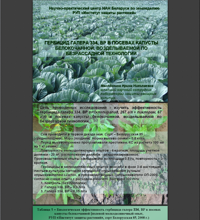 Сроки высадки капусты. Технология возделывания капусты белокочанной. Технология возделывания капусты белокочанной таблица. План выращивание капусты. Схема технологии возделывания капусты белокочанной.