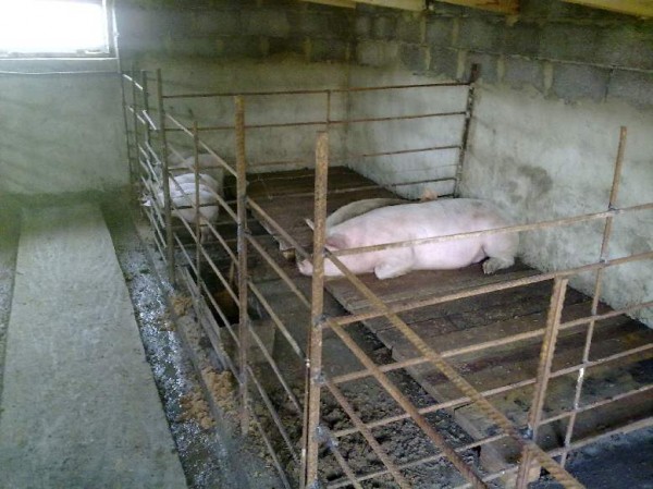 Свиньи с нуля, каркасный свинарник для вьетнамских свиней