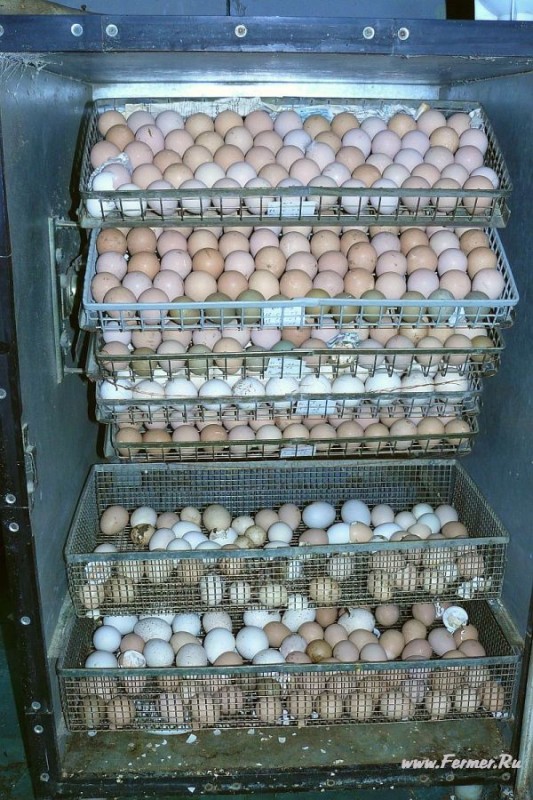 Яйца кур в инкубаторе сколько
