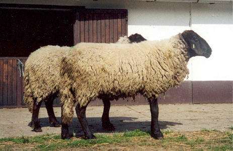 Лакон порода овец: описание, характеристики, продуктивность, содержание и разведение, отзывы