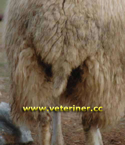 Эдильбай (Эдельбай) овцы - цены за живой вес и доставка