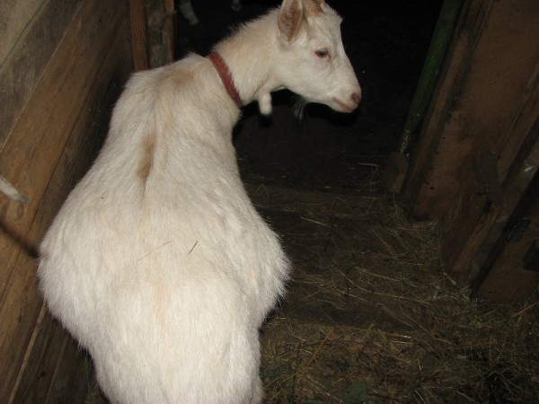 Фото пизды козы
