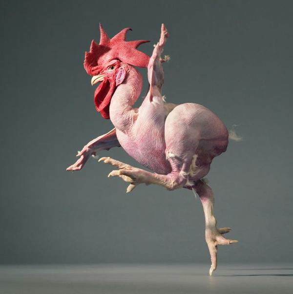 http://fermer.ru/files/imagecache/AttachmentPost/forum/attach/73128/featherless-chicken-jpg_202947.jpg