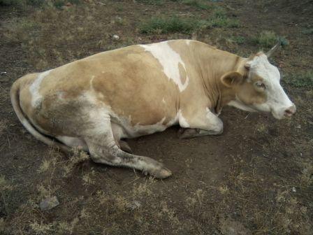 Почему корова бьется во время доения