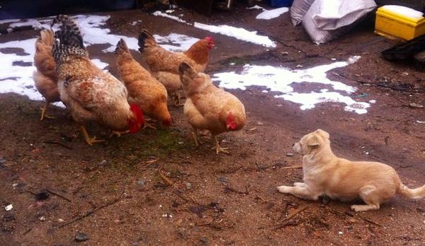 Почему курицы клюют кровь. Царскосельские куры цыплята. Царскосельская курица с цыплятами. Группа курицы.