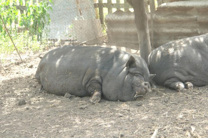 Сало вьетнамских свиней польза и вред