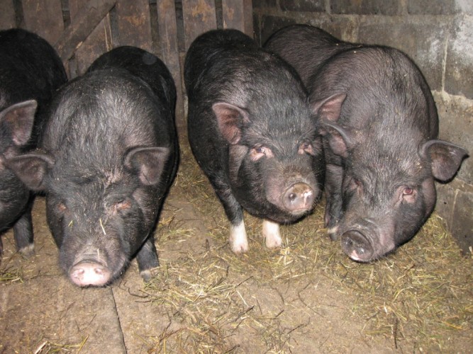 Вьетнамские свиньи польза и вред