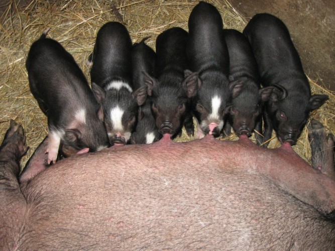 Вьетнамская черная свинья польза и вред мяса