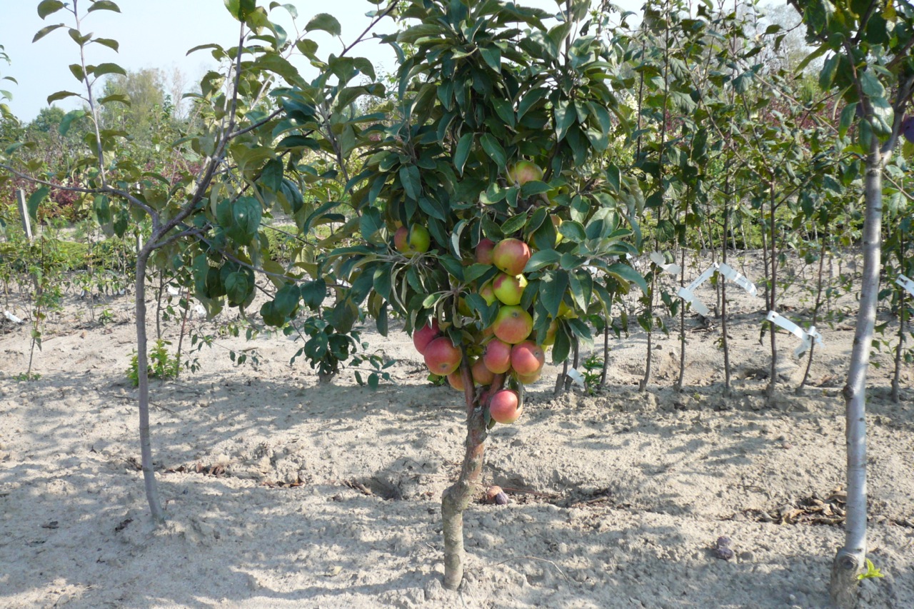 Саженцы крупномеры плодовые деревья