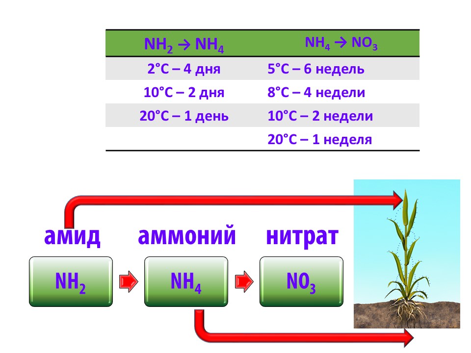 Сколько азота надо вносить. Доступные формы азота для растений. Амидная форма азота для растений. Форма азота в карбамиде. Амидная форма азотных удобрений.