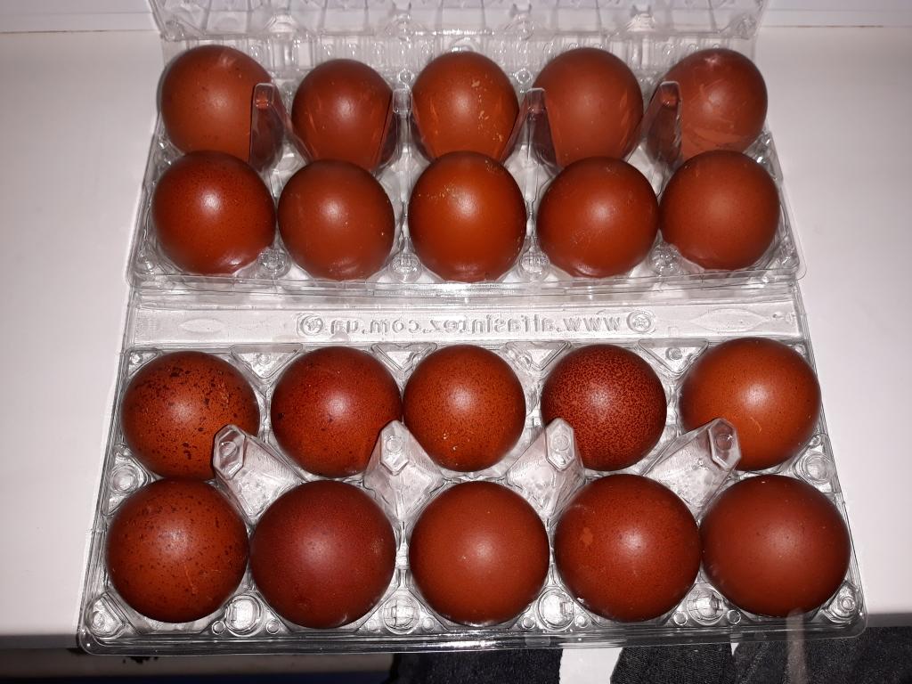 Инкубационное яйцо марана купить. Яйцо Марана инкубационное. Маран черно медный яйца. Маран Медно голубой и яйца. Яйцо черного Марана.