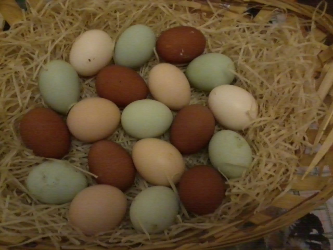 Купить инкубационные яйца пород кур. Вельзумер цвет яйца. Цвет скорлупы яиц породы кур вельзумер. Яйца вельзумер фото. Какими яйцами несутся вельзумер.