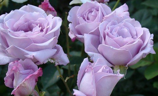 Роза Мелоди Парфюм: особенности и характеристика сорта, правила посадки, выращивания и ухода, отзывы