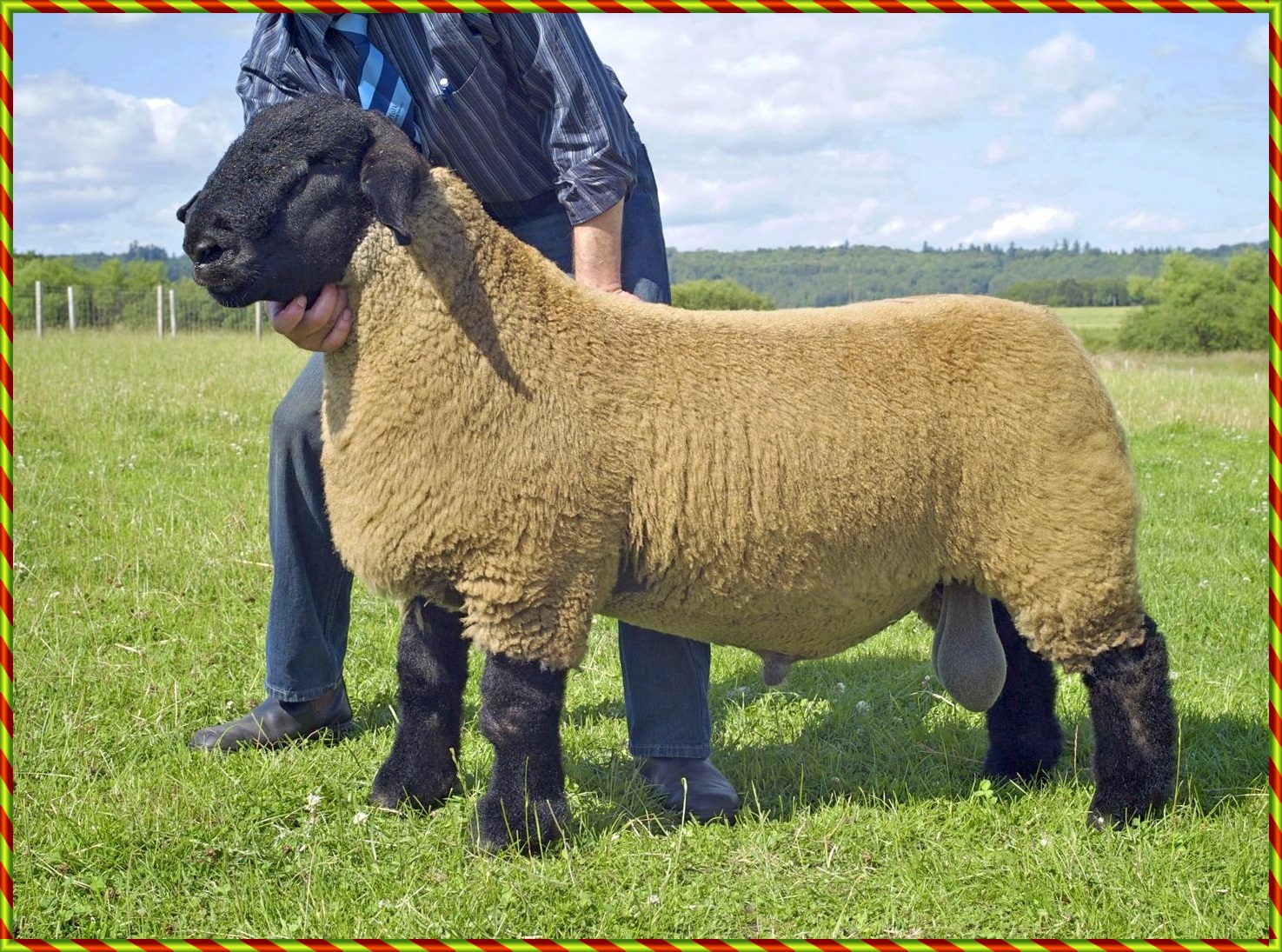 Мясная порода овец фото