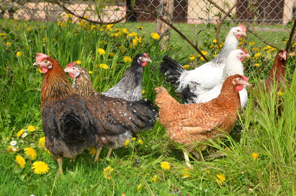 Фото цыплят доминантов с цветным яйцом