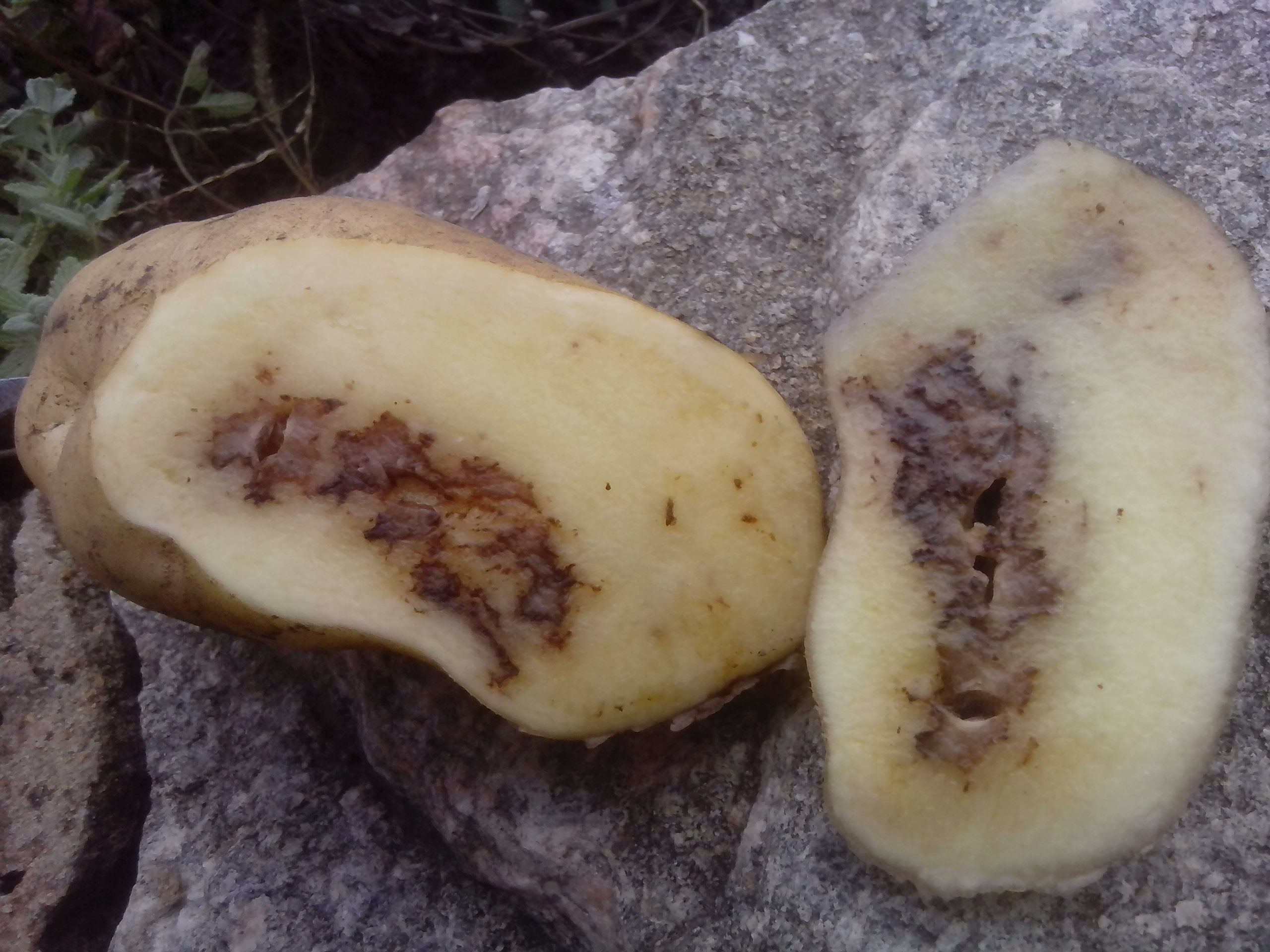 Ржавая (железистая) пятнистость картофеля