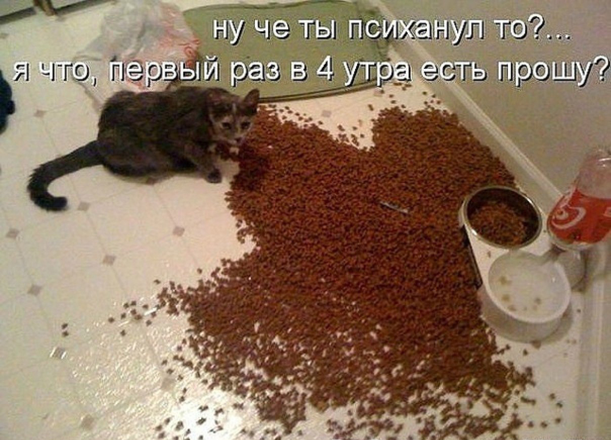 Ну че ты психанул то кот. Кошка психанула. Хозяин психанул. Психанула корм коту.