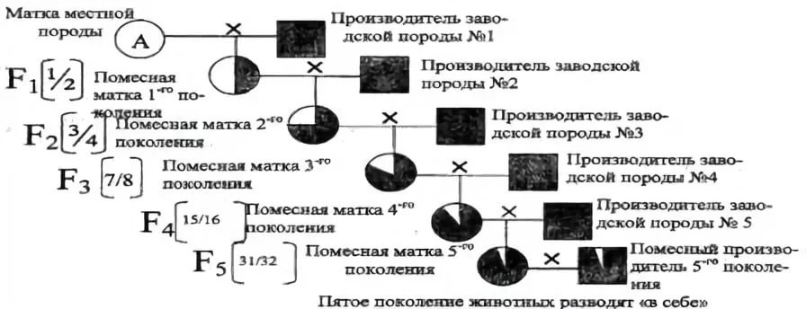 Схема воспроизводительного скрещивания