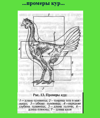 Петух длина. Плюсны у кур что это. Промеры курицы. Промеры тела курицы. Курица строение тела.