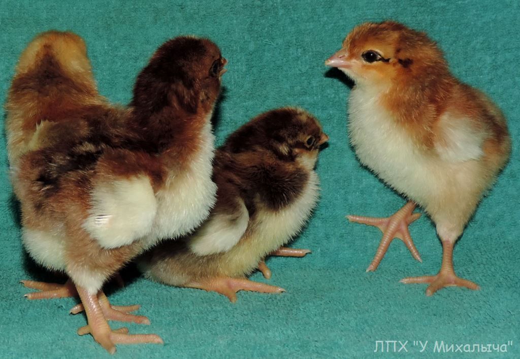 Среди популяции кур из 200 особей 9. Ситцевая порода кур цыплята. Цыплята ливенские ситцевые. Ситцевая порода цыплят несушек. Расцветки цыплят Брама.