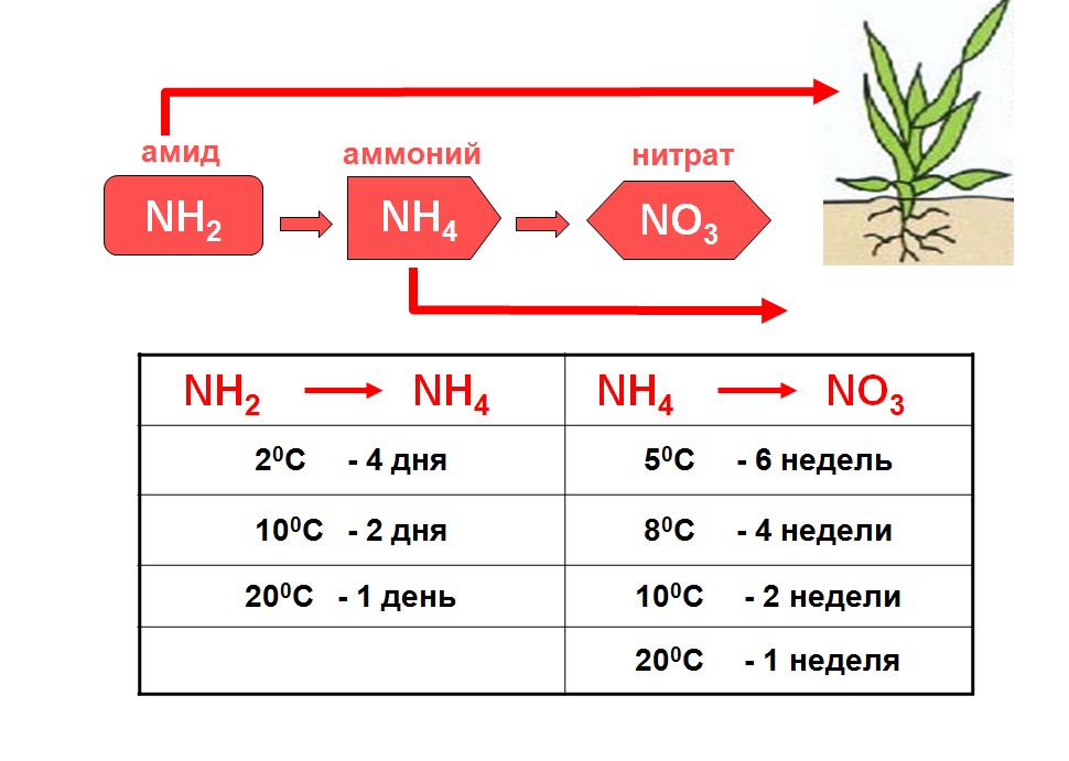 Какие организмы усваивают азот. Доступные формы азота для растений. Амидная форма азота для растений. Три формы азота для растений. Переход азота аммонийного в нитратный.