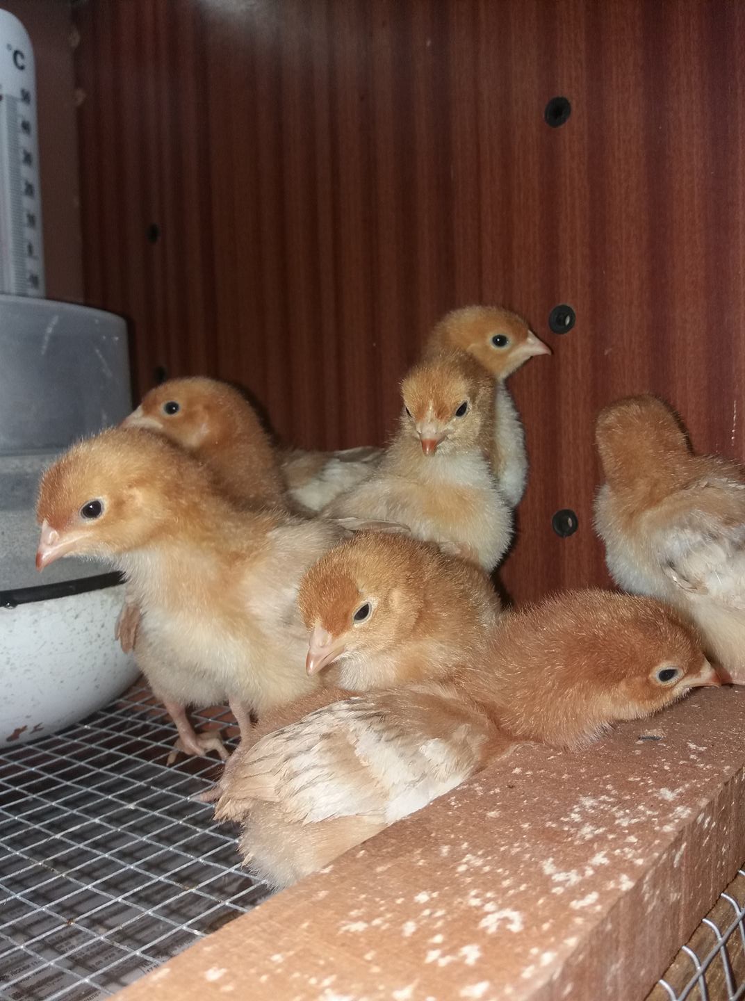 Фото цыплят по месяцам фото