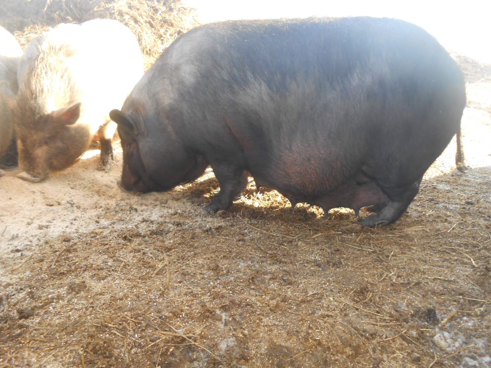 Свинка форум. Вьетнамские свиньи до 150 килограмм. Крупные свиньи на 150 кг.