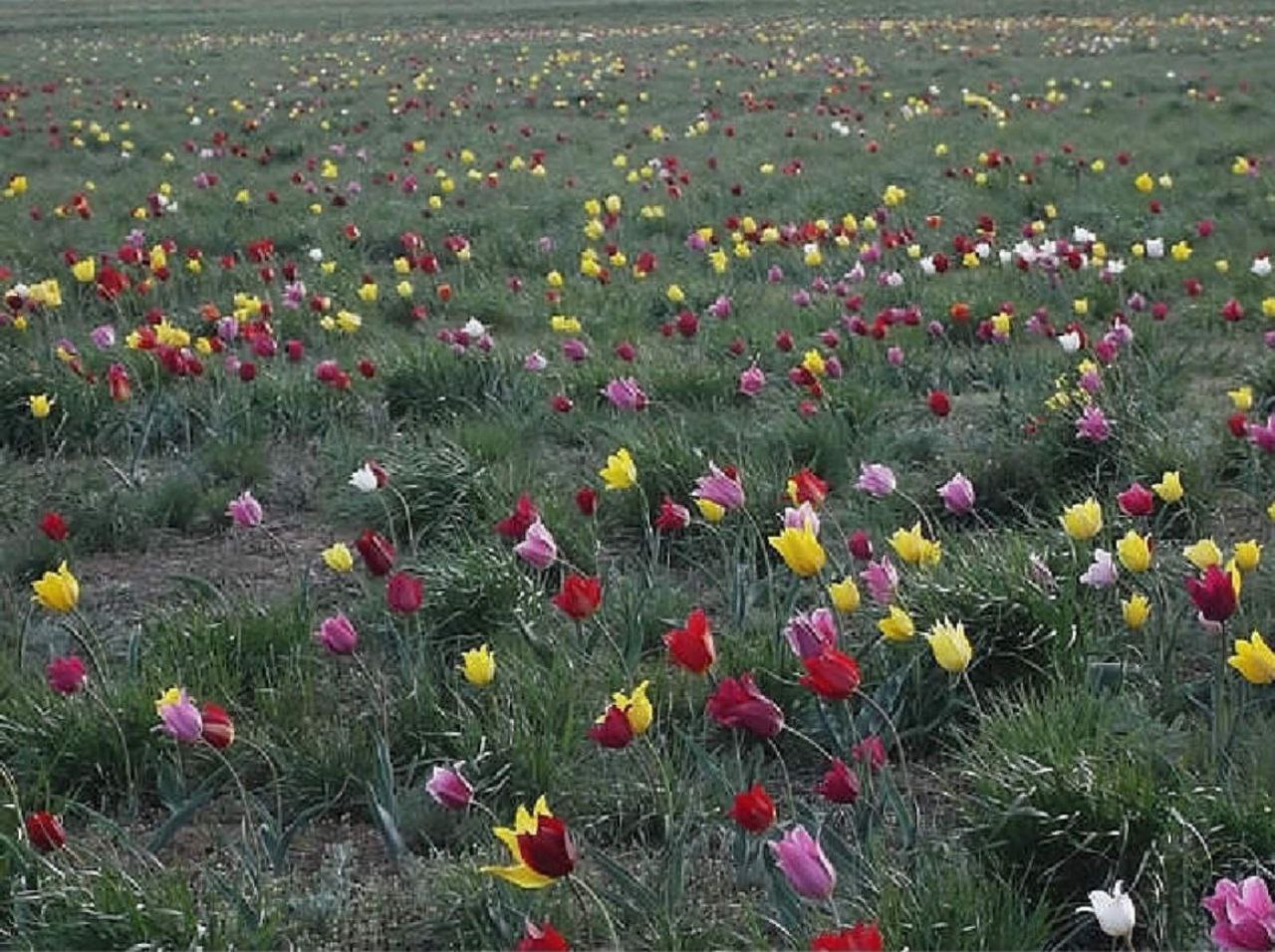Дикие тюльпаны в степях Казахстана