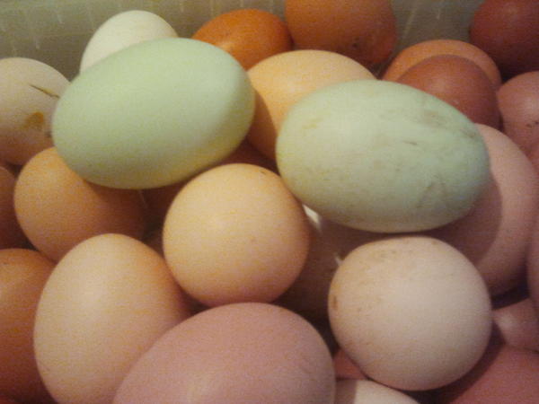 Купить инкубационное яйцо кучинской. Яйцо инкубационное голландская белохохлая ВНИИГРЖ. Мини Кохи инкубационное яйцо. Яйцо Адлерской серебристой. Авито инкубационное яйцо в Тюмени.