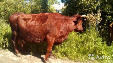 Купить Красногорбатовскую Корову В Нижегородской Обл