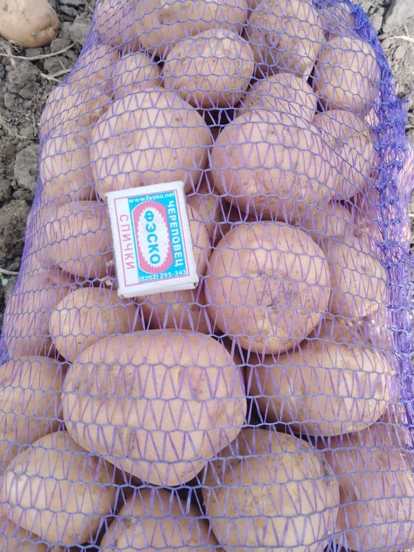 Купить Картофель На Посадку В Орловской Области